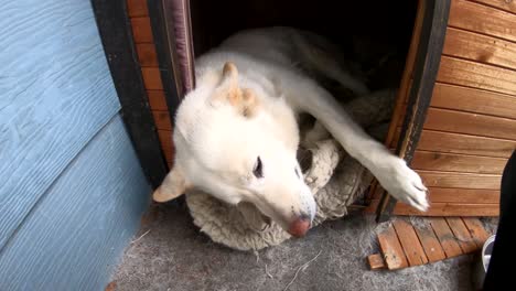 Happy-adult-husky-dog-being-petted-has-he-lays-in-his-dog-house