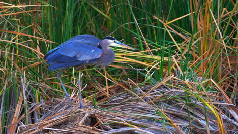 A-Great-Blue-Heron-stretches-and-scratches-itself-while-resting-on-a-pile-or-nest-of-reed-grass