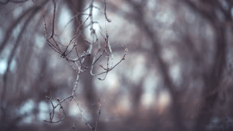 Snowfall-within-a-poplar-tree-branch-during-winter-in-slow-motion