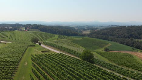 Aerial-footage-of-vast-cultivated-vineyards-in-rural-Slovenia,-sunny-summer-day