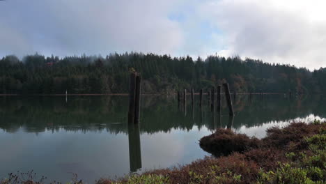Woods-Standing-In-Coos-River-With-Reflections---Coos-Bay,-Oregon-On-A-Cloudy-Day---sideways-shot