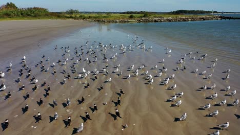 Aerial-view-of-sea-birds-frolicking-on-a-beach-head-at-Morgan's-Point-in-LaPorte,-Texas