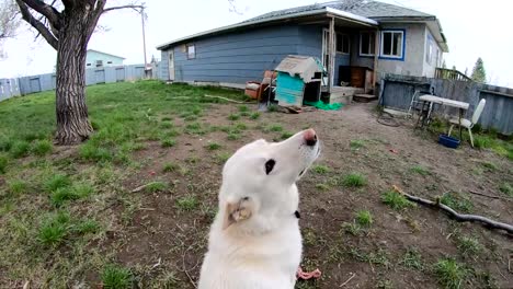 SLOW-MOTION---White-Husky-dog-looking-back-at-his-owner-behind-him