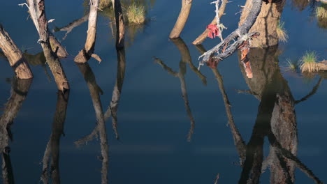 Zoomed-in-Shot-Of-Tree-Roots-In-Water-With-Reflections---static