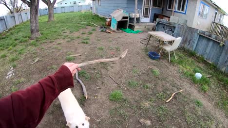SLOW-MOTION---White-Husky-dog-running-and-jumping-for-a-stick-in-the-back-yard-of-a-home