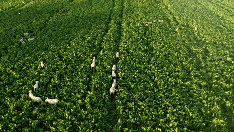 Drone-footage-of-sheep-walking,-running-through-green-field-on-farmland-in-rural-countryside