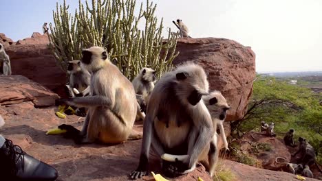 good-hearted-person-feeding-monkey-banana-on-a-mountain-cliff,-monkey-takes-two-bananas