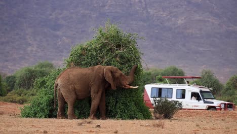 Static-view-of-huge-elephant-eating-from-green-bush-while-safari-jeep-passes-by-during-hot-summer-day-in-Kenya,-Africa