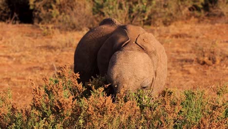 Portrait-of-wild-baby-African-Elephant-eating-fresh-leaves-in-African-savanna-in-Serengeti-National-Park,-Kenya-Africa