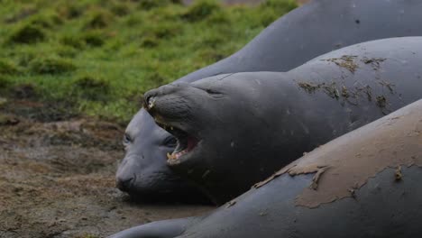 Female-elephant-seal-yawning-or-roaring