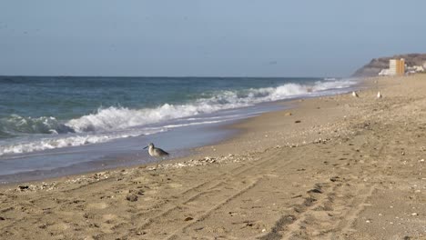 Eine-Vielzahl-Von-Seevögeln-Sind-Am-Strand-Von-Rocky-Point,-Puerto-Peñasco,-Golf-Von-Kalifornien,-Mexiko,-Verstreut
