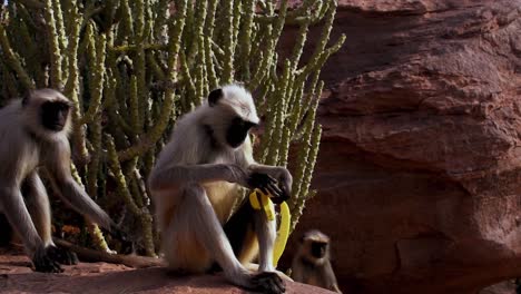 gray-langur-monkey-sitting-on-a-cliff-eating-banana,-monkey-peels-banana-then-eats-it