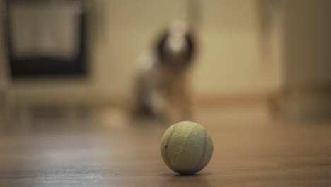 Hund-Wartet-Auf-Tennisball