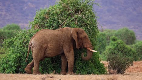 Static-close-up-view-of-huge-muddy-elephant-eating-from-green-bush-in-slow-motion-in-the-drylands-of-Kenya,-Africa