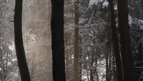 Snow-falling-from-trees-in-sunlight,-winter-in-forest