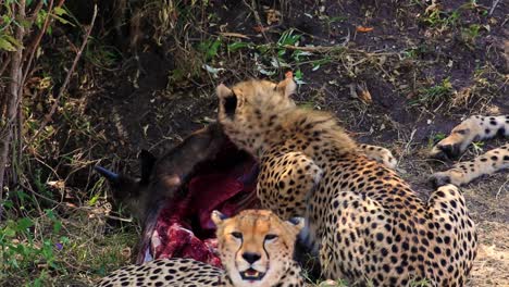Cerca-De-Un-Depredador-De-Guepardos-Africanos-Comiendo-Presas-De-ñus-Mientras-Otros-Miembros-De-La-Familia-De-La-Guardia-De-Grupo-En-El-Parque-Nacional-De-Serengeti,-Kenia-áfrica