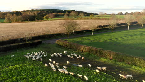 Drone-footage-of-herd-of-sheep-grazing-in-a-rural-field-on-a-farm-at-sunrise,-early-morning-sun