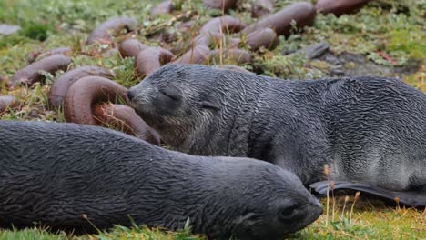 Two-sleepy-fur-seals-on-grass-between-rusty-chains