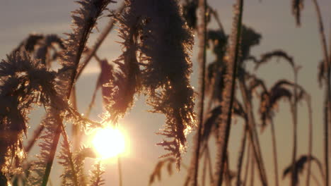 Close-up-slide-shot-of-frozen-reeds-moving-in-wind-at-golden-hour