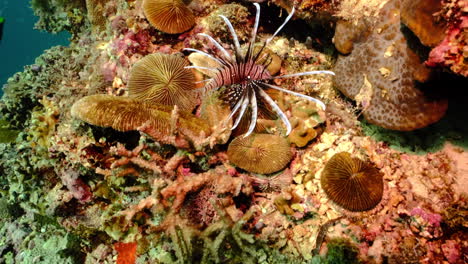 Pez-León-Rojo-Nadando-Sobre-Arrecifes-De-Coral-Bajo-Un-Mar-Azul-Profundo