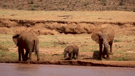 Vista-De-Cerca-De-La-Familia-De-Elefantes-Bebiendo-De-Un-Pozo-De-Agua-En-Un-Caluroso-Día-De-Verano-En-Las-Tierras-Secas-De-Kenia,-áfrica