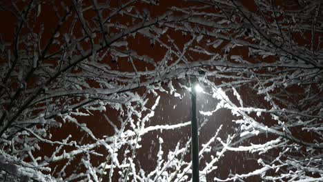 Snow-falls-at-night-over-trees-in-the-light-of-street-lamp