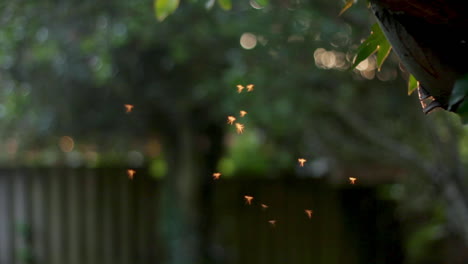 Enjambre-De-Insectos-Voladores-Al-Aire-Libre-Durante-El-Día-Soleado