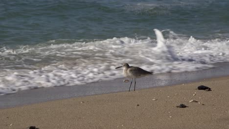 Close-up-of-a-seabird-standing-in-the-incoming-waves,-Rocky-Point,-Puerto-Peñasco,-Gulf-of-California,-Mexico