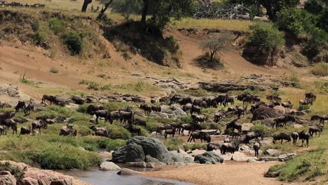 Huge-herd-of-wildebeests-and-gnu-at-a-shallow-and-dried-up-river-stream-drinking-and-cooling-down-in-the-African-savanna-of-Kenya,-Africa