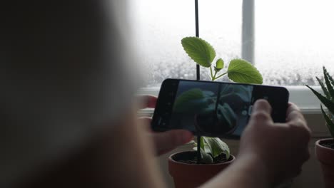 Female-hands-hold-smartphone-and-take-photo-of-plant-at-home