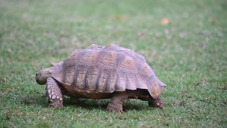 African-Spurred-Tortoise,-Centrochelys-sulcata,-4K-Footage