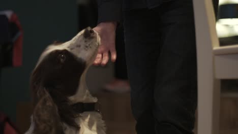 Cocker-Spaniel-being-patted-|-Slow-Motion
