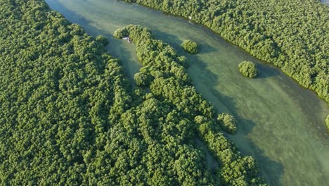 Top-view-of-Ajman-City-and-Ajman-Mangroves-Kayak,-the-thick-natural-mangroves-of-Ajman-is-home-to-over-102-species-of-native-and-migratory-birds-in-the-United-Arab-Emirates,-4k-Footage