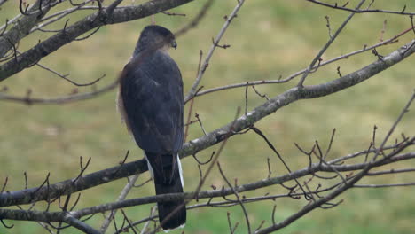 A-sharp-shinned-hawk-looks-around-for-prey,-turning-his-head-almost-completely-backwards