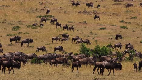 Close-up-view-of-huge-herd-of-wildebeests-grazing-and-walking-across-the-grasslands-on-a-sunny-summer-day-in-Serengeti-African-Savanna,-Kenya,-Africa