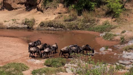 Herd-of-wildebeests-and-gnu-gathering-at-a-shallow-river-stream-drinking-and-cooling-down-in-the-African-savanna-of-Kenya,-Africa