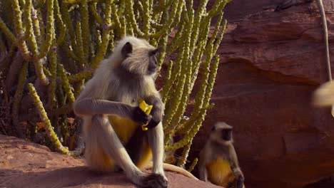 gray-langur-monkey-sitting-on-a-cliff-eating-banana,-monkey-peels-banana-then-eats-it