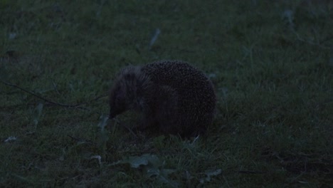 Hedgehog-walking-around-the-garden-at-night