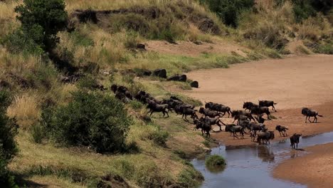 Riesige-Herde-Von-Gnus,-Die-Von-Raubtieren-Erschreckt-Werden-Und-Aus-Sicherheitsgründen-Im-Grasland-In-Der-Afrikanischen-Savanne-Der-Serengeti,-Kenia,-Auf-Einen-Hügel-Rennen