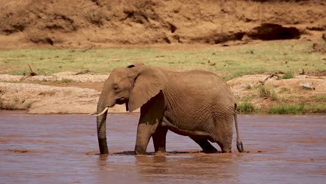 Impresionante-Vista-De-Un-Enorme-Elefante-Marrón-Cruzando-Un-Río-Poco-Profundo-Y-Salpicando-Agua-Mientras-Se-Refresca-En-Kenia,-África
