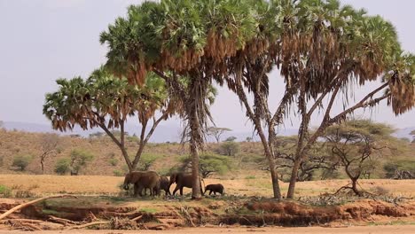 Amplia-Vista-De-La-Familia-De-Elefantes-Caminando-En-Las-Sombras-Y-Debajo-De-Los-árboles-De-Paraguas-De-Derecha-A-Izquierda-En-Las-Tierras-Secas-De-Kenia,-África