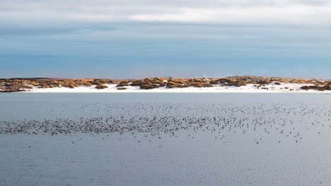 Huge-flock-of-birds-flying-above-the-water-in-front-of-grass-dunes