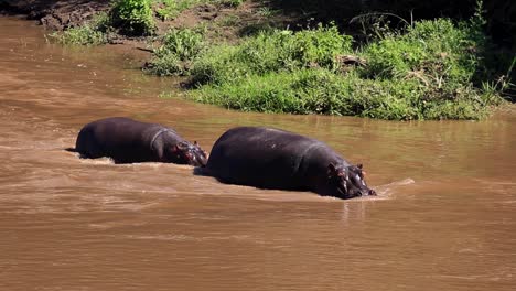 Huge-male-and-female-hippo-walking-upstream-in-muddy-river-on-a-hot-summer-day-in-the-Serengeti,-African-Savanna,-Kenya