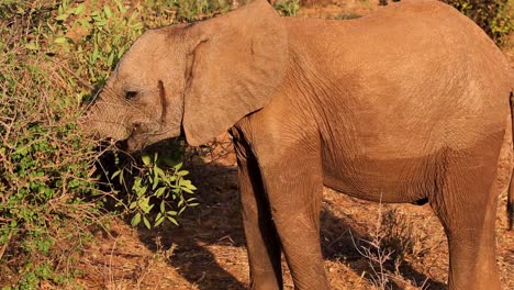 Baby-African-Elephant-using-trunk-to-pick-and-eat-fresh-leaves-in-Serengeti-national-park,-Kenya-Africa