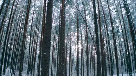 Frost-Auf-Den-Bäumen-Im-Wald