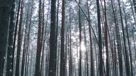 Sunlight-in-the-winter-forest-with-white-fresh-snow-and-pine-trees