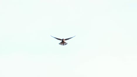 Short-Eared-Owl-Flying-Against-Plain-Sky-In-Ameland