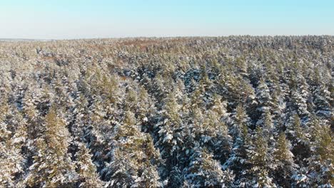 Aerial-view-from-the-top-in-the-middle-of-the-winter-forest