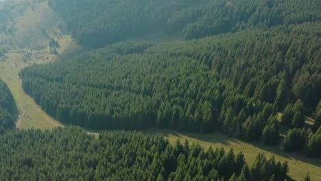 Schöne-Landschaft-Des-Immergrünen-Kiefernwaldes-Auf-Dem-Berg-Golija-In-Serbien-Am-Nebligen-Morgen