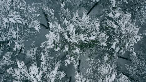 Aerial-view-frozen-forest-with-snow-covered-spruce-and-pine-trees